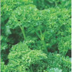 Herb - Moss Curled Parsley (Bulk Seed)