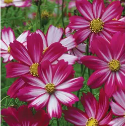 Cosmos - Cosimo (Bulk Seed)