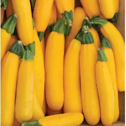 Summer Squash - Gold Rush Hybrid (Bulk Seed)