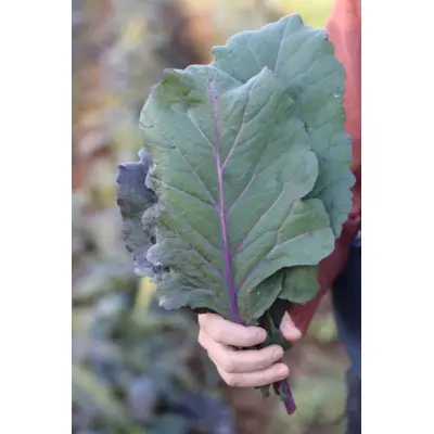Greens - Old Timey Blue Collard (Seed)