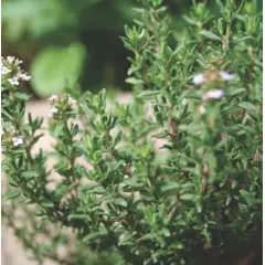 Herb - Thyme (Bulk Seed)