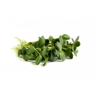 Sunflower Sprouts