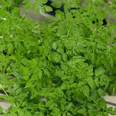 Herb - Chervil (Bulk Seed)