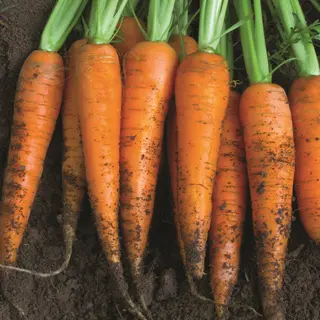 Carrot - Autumn King (Organic Seed Tape)