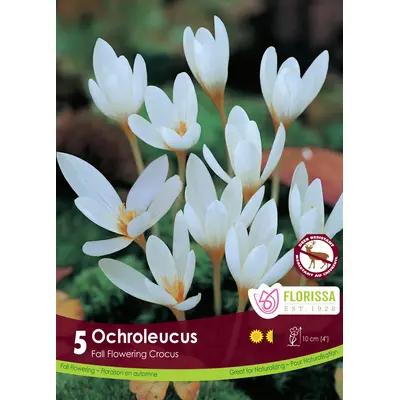 Crocus - 'Ochroleucus' 5/pkg