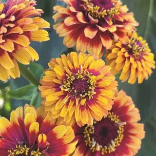 Zinnia - Macarenia (Seed)
