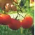TOMATO SCOTIA 5G