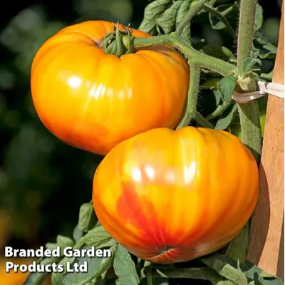 Tomato - Buffalosun F1 (Seed)