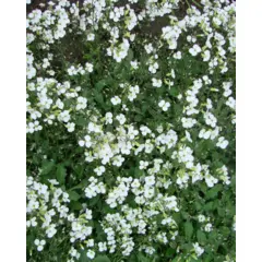 Cerastrium - Snow in Summer (Bulk Seed)