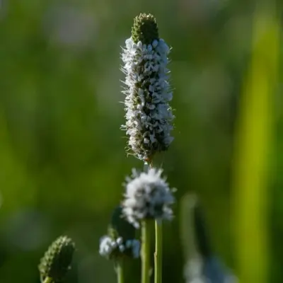 White Prairie Clover (Seed)