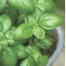 Heritage Packet: Basil - Sweet (Seed)