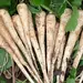 Parsnip - Sabre (Seed)