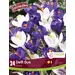 Crocus Mix - 'Delft Duo' 24/pkg