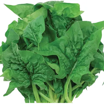 Spinach - Bloomsdale Long Standing (Organic Seed)