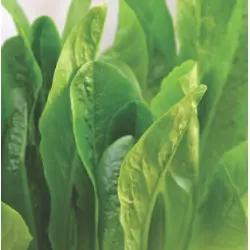 Lettuce - Parris Island Cos (Bulk Seed)