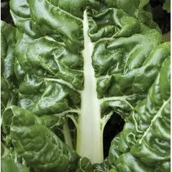 Swiss Chard - Lucullus (Bulk Seed)