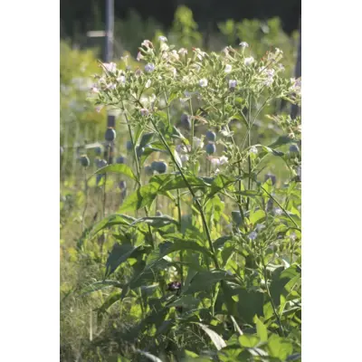 Tobacco - Virginia (Seed)
