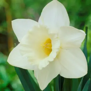 Daffodil - 'Mount Hood' 8/pkg