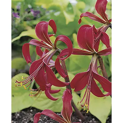 Sprekelia Formosissima - Aztec Lily 1/pkg