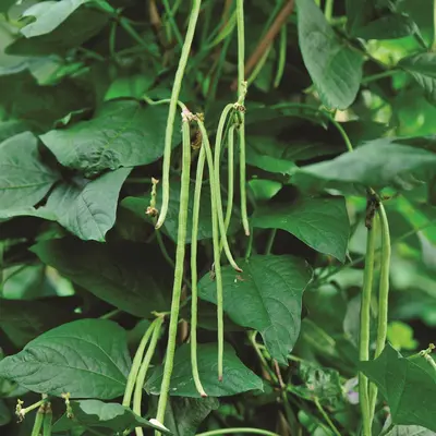 Bean - Orient Wonder (Seed)