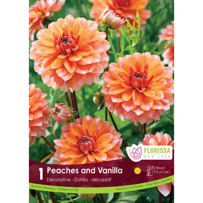 Dahlia - 'Peaches & Vanilla' 1/pkg