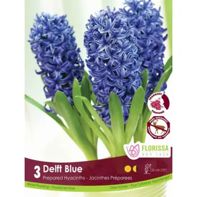 Hyacinth (Prepared) - 'Delft Blue' 3/pkg