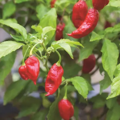 Hot Pepper - Bhut Jolokia