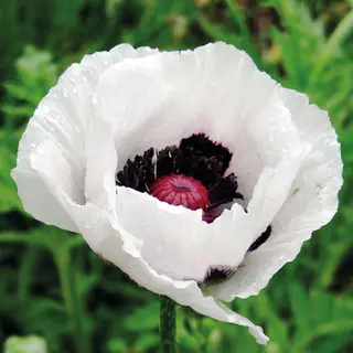 Poppy - Oriental Royal Wedding (Seed)