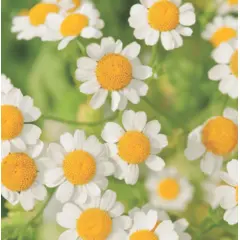 Herb - German Chamomile (Bulk Seed)