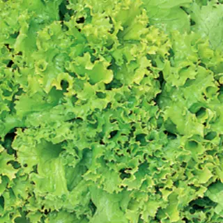 Lettuce - Lollo Bionda (Seed)