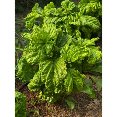 Herb - Basil - Mammoth (Seed)