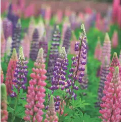 Lupins - Russell Hybrid Mix (Bulk Seed)