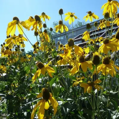 Cutleaf Coneflower (Seed)