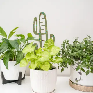 Cactrella Wooden Plant Trellis