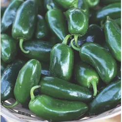 Hot Pepper - Jalapeno (Bulk Seed)