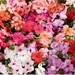Impatiens - Busy Lizzie Value Hybrids (Seed)