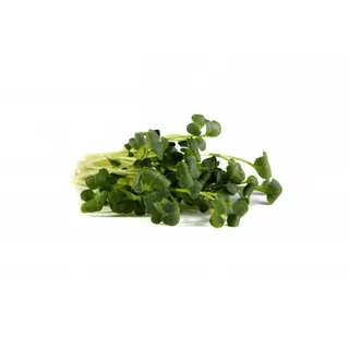 Daikon Radish Sprouts