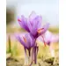 Fall Flowering Saffron Crocus - 'Sativus' 5/pkg