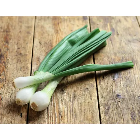ONIONS GREEN SCALLION OG | 12 CT