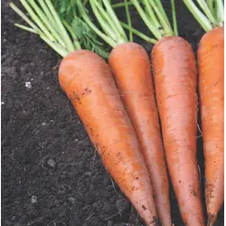Carrot - Napoli (Bulk Pelletized Seed)