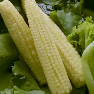 Corn - Minipop (Seed)