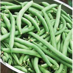 Beans - Bush (Bulk Seed)
