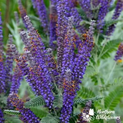 Leadplant (Seed)