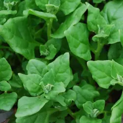 Spinach - New Zealand (Bulk Seed)