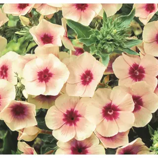 Phlox - Cherry Caramel (Seed)