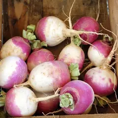Turnip - Early Purple Top (Bulk Seed)