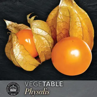 Ground Cherry - Golden Berry (Seed)