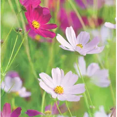 Cosmos - Sensation Mix (Bulk Seed)