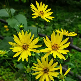Cup Plant (Seed)