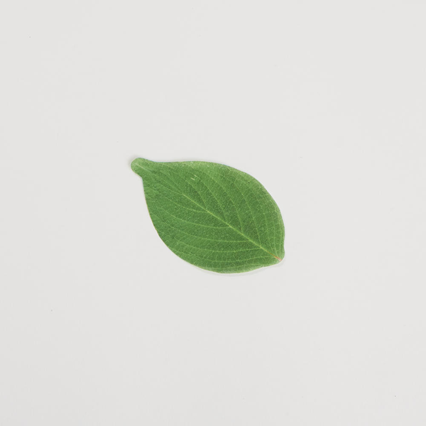 Leaf Cheese Paper